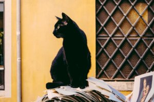 A black cat sitting outdoors on a pile of photographs staring sideways into space. 